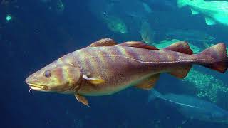 Facts The Atlantic Cod [upl. by Cave]