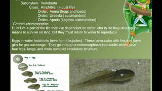 Vertebrate Diversity Amphibians [upl. by Adrianne]