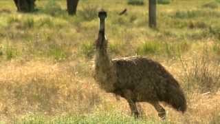 Emus  with Dr Dave [upl. by Hatfield]