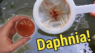 How I Culture Daphnia In Outdoor Tubs [upl. by Enirhtak]