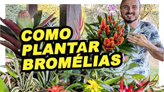 COMO PLANTAR BROMÉLIAS CORRETAMENTE [upl. by Azrim]