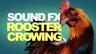 Rooster Crowing  Sound Effects High Quality [upl. by Kina]