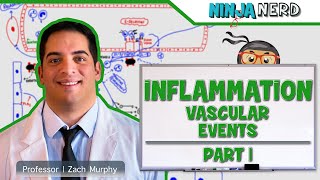 Immunology  Inflammation Vascular Events Part 1 [upl. by Diraf]