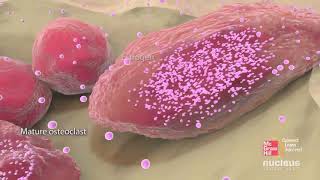 Bone cells and bone formation [upl. by Conrado]