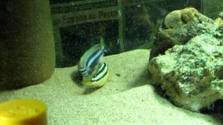 Melanochromis Auratus fight [upl. by Sherrill]