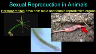 Sexual Reproduction in Animals [upl. by Bolt903]