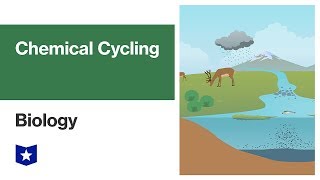 Chemical Cycling  Biology [upl. by Piotr607]