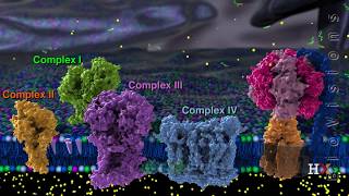 Electron transport chain [upl. by Laurena]