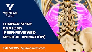 Lumbar Spine Anatomy Peerreviewed Medical Animation [upl. by Nancy]