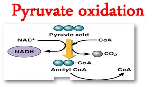 Pyruvate oxidation [upl. by Particia]