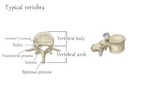 Cervical Vertebrae Anatomy [upl. by Lumpkin]