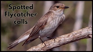 Spotted Flycatcher calls [upl. by Attlee]