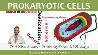 Prokaryotic Cells  Introduction and Structure  Post 16 Biology A Level PreU IB AP Bio [upl. by Verneuil96]