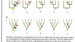 How to Interpret Phylogenetic Trees [upl. by Kirred]