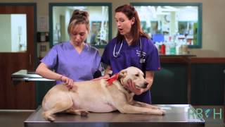 How to Check Your Pets Vital Signs [upl. by Aliuqa]