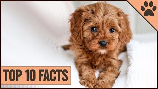 Cockapoo Dog Breed  Top 10 Facts [upl. by Enileqcaj161]