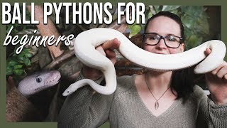 BALL PYTHONS FOR BEGINNERS How to setup terrarium [upl. by Odnam]