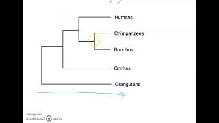 Phylogenetic Tree Basics [upl. by Otreblada]