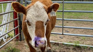 Removing stick from cow’s snout [upl. by Pember638]