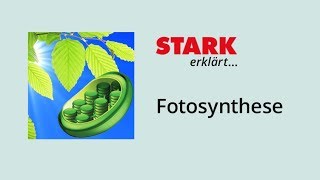 Fotosynthese – Bedeutung und Ablauf  STARK erklärt [upl. by Maegan]