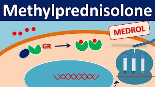 Methylprednisolone  Mechanism side effects precautions amp uses [upl. by Slyke]