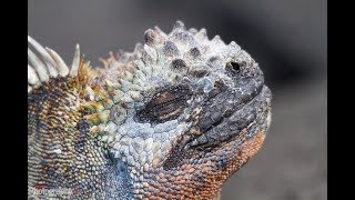 Facts The Marine Iguana [upl. by Kloman]