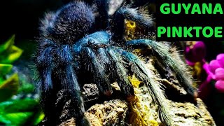 Guyana Pinktoe Tarantula Avicularia avicularia Care amp Husbandry [upl. by Julius]