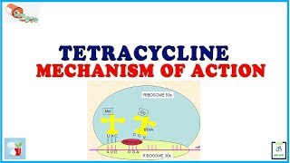 Tetracycline Mechanism of Action [upl. by Nalyt]