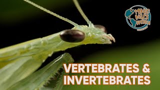 VERTEBRATES AND INVERTEBRATES [upl. by Alvar256]