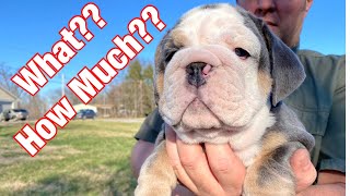 Outrageous Cost Of English Bulldogs Revealed [upl. by Yellek]