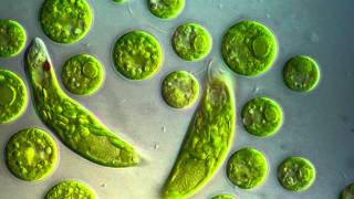 Chlamydomonas amp Euglena viridis [upl. by Marne]