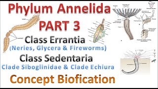 Phylum Annelida part 3 Class Errantia amp Class Sedentaria [upl. by Peppel]