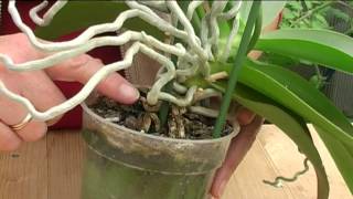 How to Grow Orchids [upl. by Aligna]