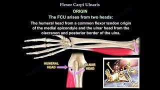 Flexor Carpi Ulnaris  Everything You Need To Know  Dr Nabil Ebraheim [upl. by Enrahs]