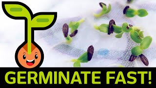 🌱 Fast amp Easy Seed Germination How to Start Seedlings from Paper Towel Method Container vs Baggie [upl. by Glorianna]