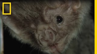 Vampire Bats Biting People  National Geographic [upl. by Celestina]