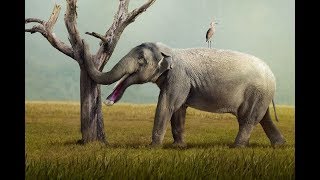 The Evolution of Elephants [upl. by Cadal]