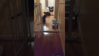 My Cat Having Diarrhea then Vomiting [upl. by Iztim705]