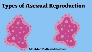 Asexual Reproduction [upl. by Myke]