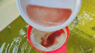 How to culture daphnia  Daphnia culture  How to grow daphnia outdoor [upl. by Leunamne]