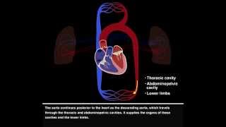 Pulmonary and Systemic Circulations [upl. by Mountfort322]