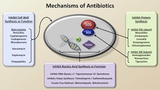 Mechanisms and Classification of Antibiotics Antibiotics  Lecture 3 [upl. by Nanon]