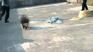 my pet porcupine [upl. by Lledo]