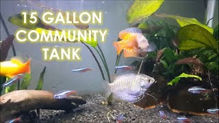 Planted Community Tank  Dwarf Gourami Neon Tetras Corycat [upl. by Annaitsirhc]