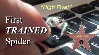 Genifer the Adorable Trained Jumping Spider gives High Five [upl. by Saundra961]