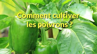 Comment REPIQUER et CULTIVER le POIVRON au POTAGER [upl. by Vincelette]