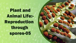 Plant and Animal LifeReproduction through spores  VII Class [upl. by Nnyleahs156]