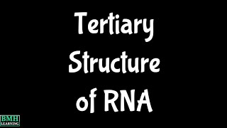 RNA Tertiary Structure [upl. by Aneehsram]