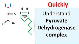 Pyruvate dehydrogenase complex [upl. by Nnywg]