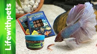 Feeding My Betta Fish [upl. by Jo]